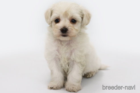 成約済の神奈川県のマルプー:マルチーズ×トイプードル-303398の3枚目